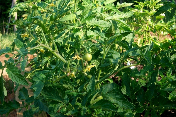 wbaby-tomato-may30.JPG