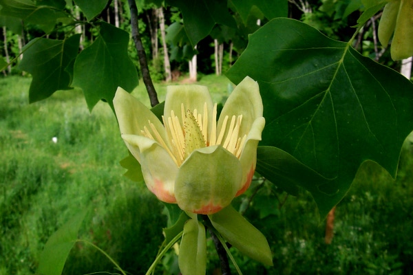 b-tulip-poplar-2009-01.JPG