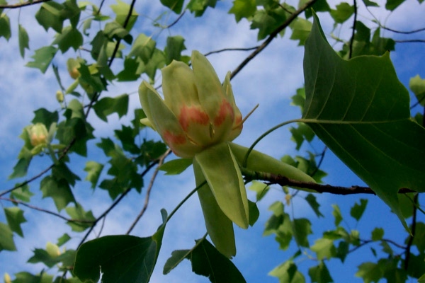 b-tulip-poplar-2009-03.JPG