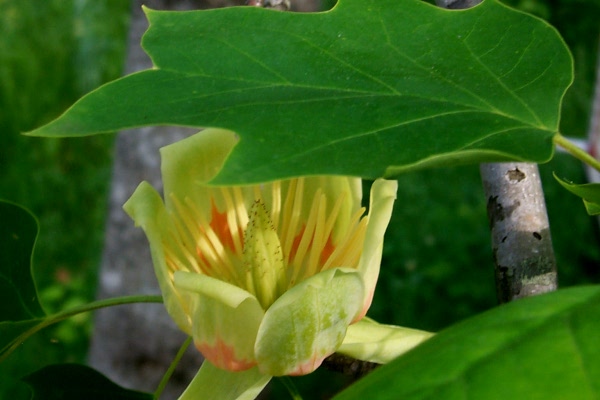 b-tulip-poplar-2009-05.JPG