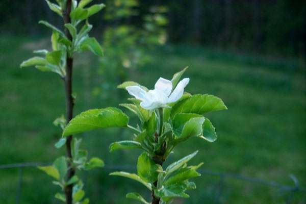 s-apple-blossom-2010-04-10-1.JPG