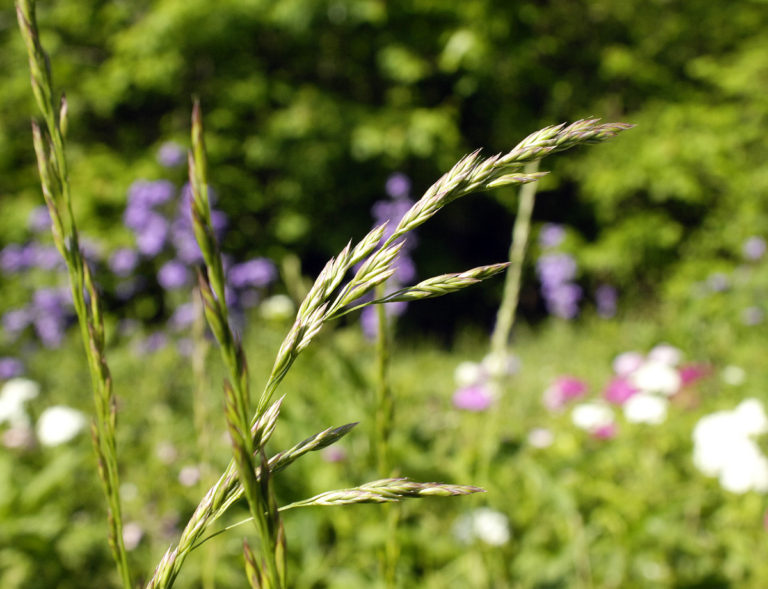 On letting grass go to seed (followup) Into the Woods